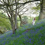 Bluebells Chop Gate
